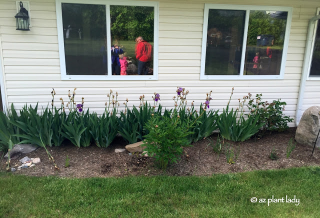 Bearded iris, peonies, and daisies were the primary plants in the landscape.