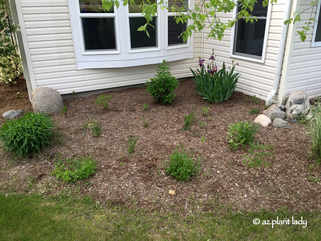 More daisies, bearded iris along with hydrangea and purple coneflower.