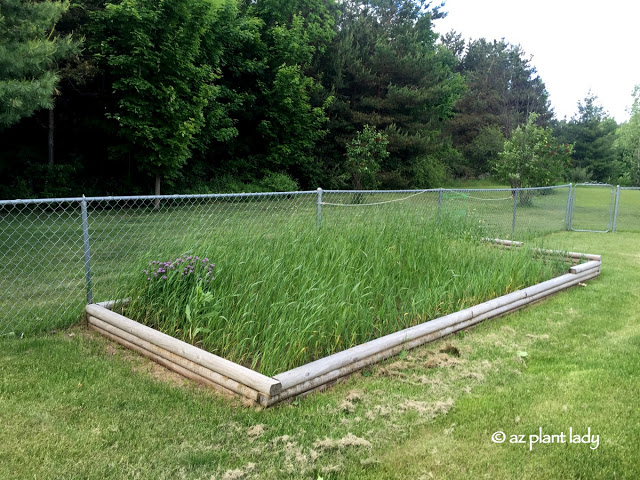 A weed-filled raised bed - home of the future vegetable garden.