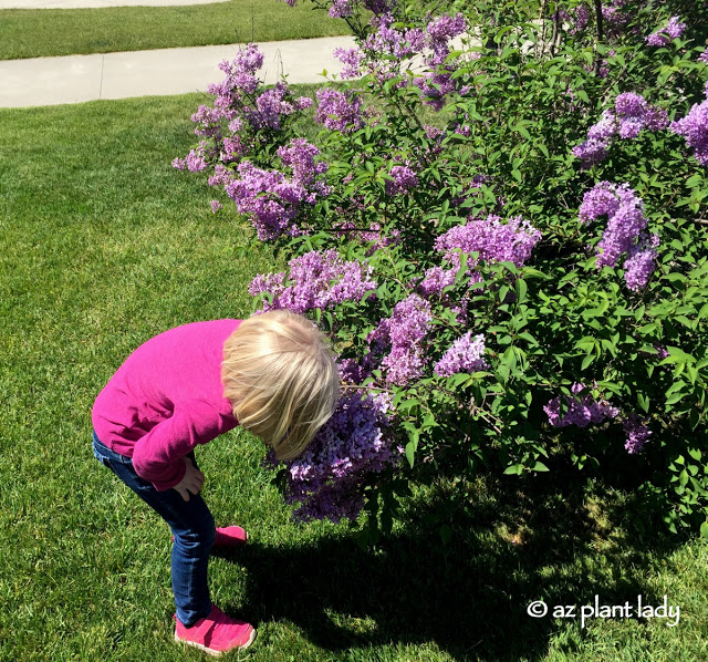 Summer Fun: A New Garden, Hunting for Stones, and an Island Trip