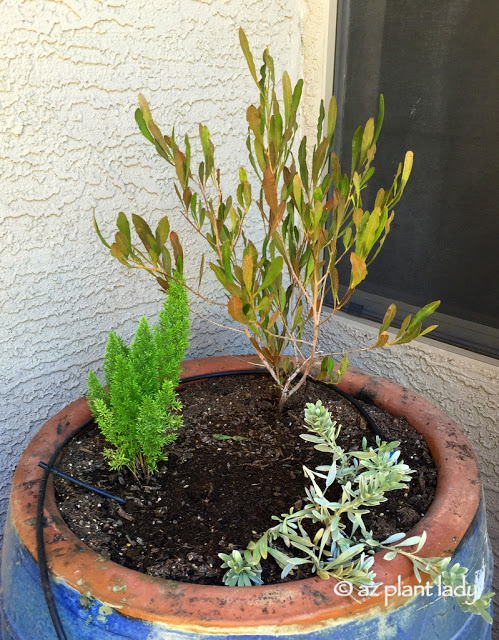 container plants 