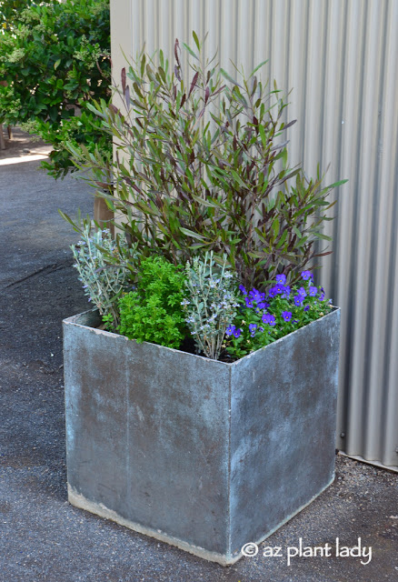 Purple hopbush (Dodonaea viscosa 'Purpurea'), shrubby germander (Teucrium fruiticans), and violas. (container plants)