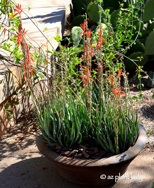 Blue Elf Aloe (Aloe x 'Blue Elf') Cactus and Succulents in Containers