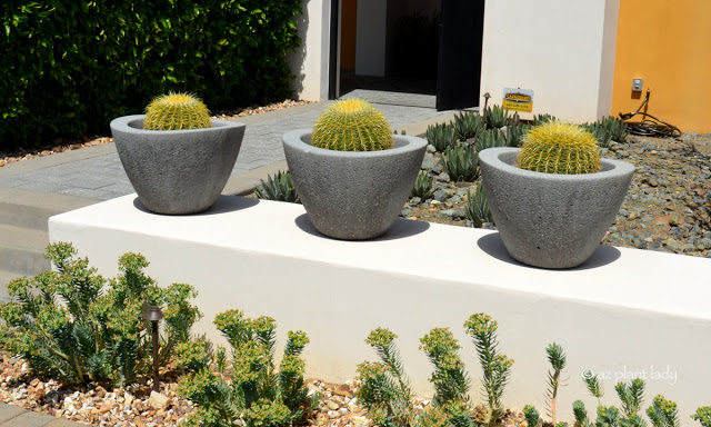 Golden Barrel Cactus (Echinocactus grusonii)  Cactus and Succulents in Containers