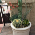 How to Fertilize Cactus and Succulents in Containers