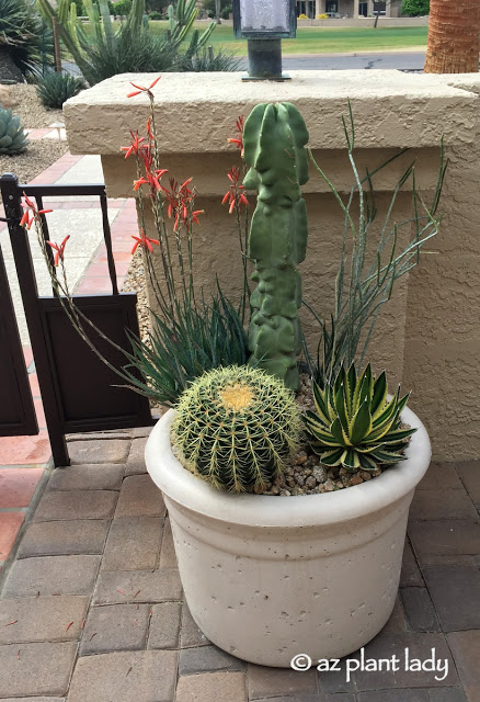 Fertilize Cactus and Succulents in Containers like this beautiful arrangement