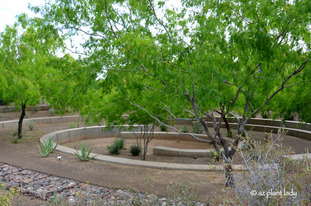 Native Trees for the Southwest, Honey Mesquite Bosque (Prosopis glandulosa) at the Scottsdale Xeriscape Garden