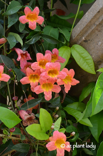 Vine for Southwestern Garden, Tangerine Crossvine