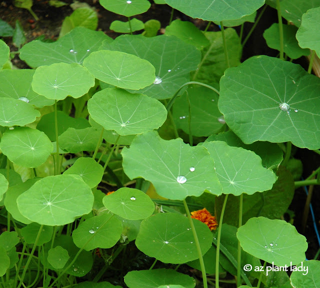 fertilizes your plants.