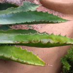 agave_bovicornuta_rain_leaves.