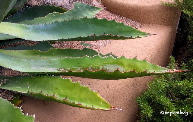 agave_bovicornuta_rain_leaves.