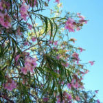 desert_willow_flowers_Chilopsis_linearis