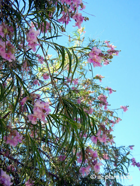 Native Trees for the Southwest, Desert Willow (Chilopsis linearis)