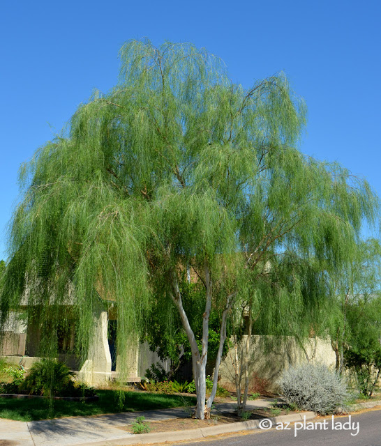 palo blanco tree (Acacia willardiana).