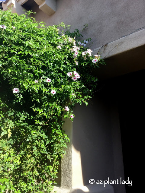 Vine for Southwestern Garden, Pink Bower Vine 