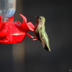 Anna's Hummingbird sitting in front of my kitchen window.