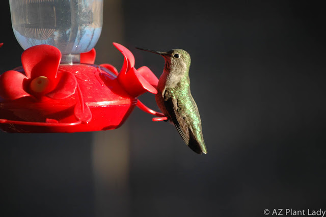 Anna's Hummingbird sitting in front of my kitchen window.