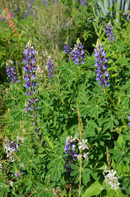 Wildflowers , Arroyo lupine with white gaura