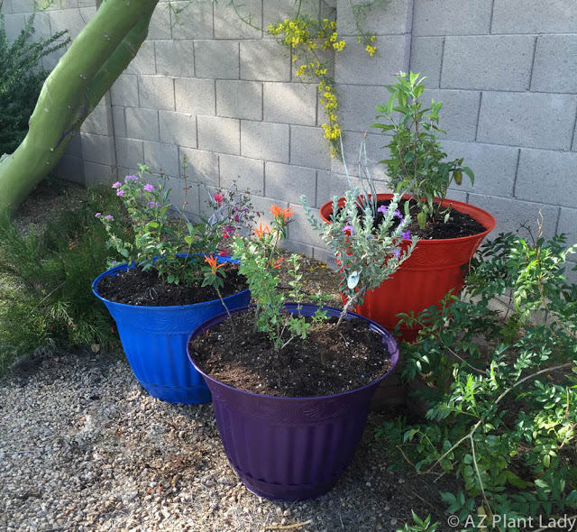 container hummingbird garden