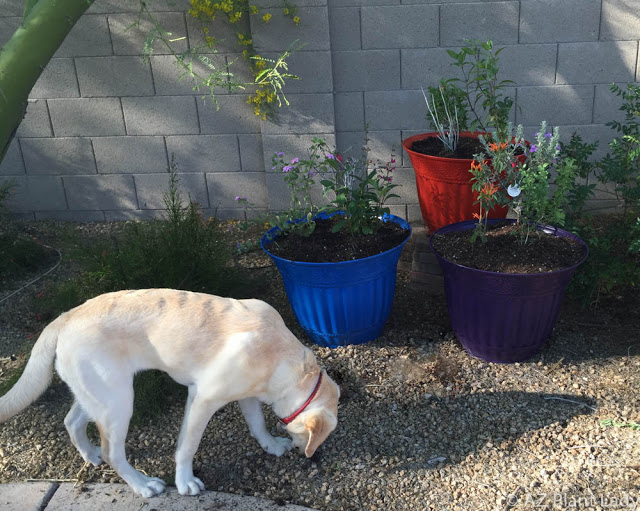 container hummingbird garden