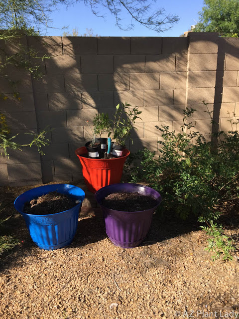 container hummingbird garden