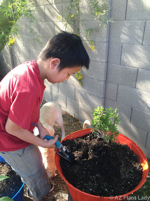 container hummingbird garden