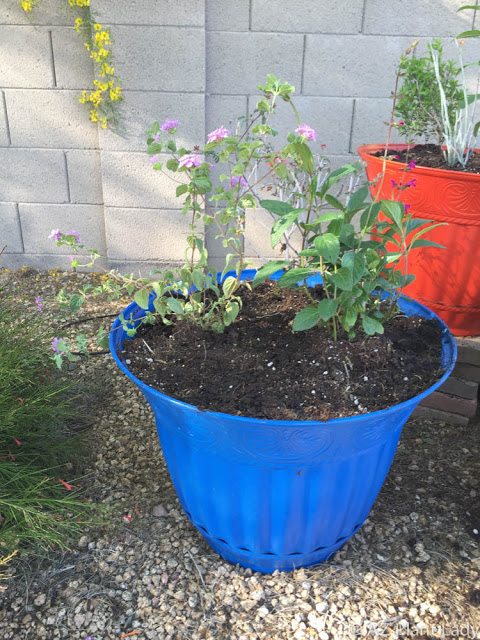 container hummingbird garden