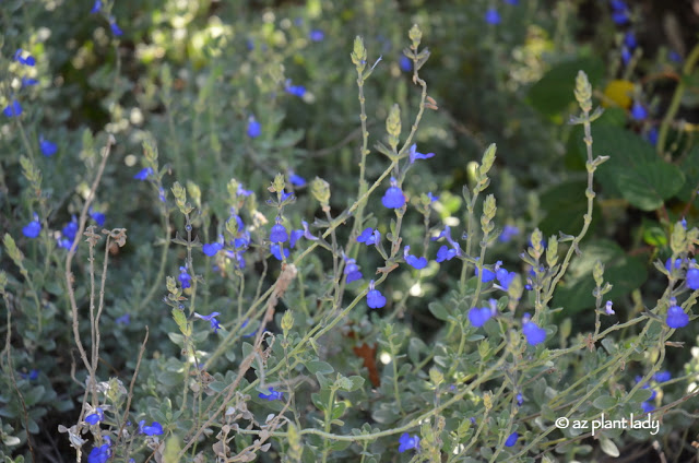 Fall Gardening , Salvia chamaedryoides