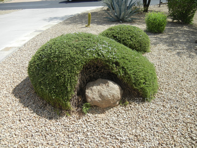 Old, Overgrown Plants