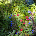 Southwest_Wildflowers_red_flax_California_bluebells