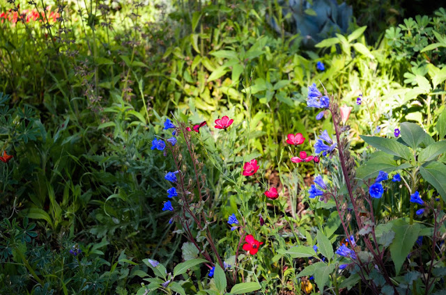Wildflowers ,  California bluebells and red flax 