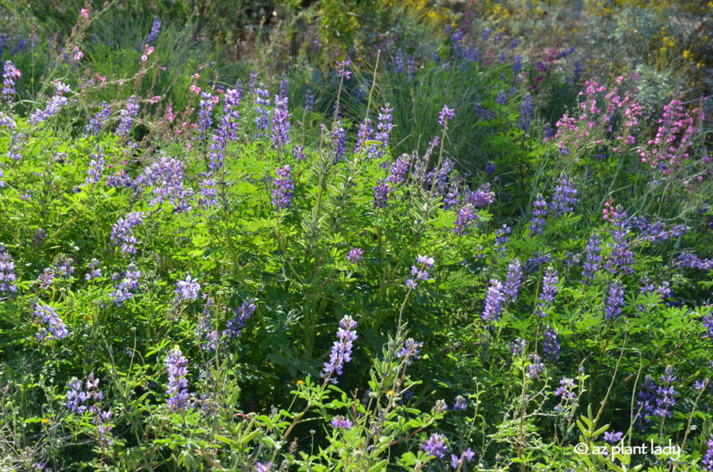 purple lupines and Wildflowers