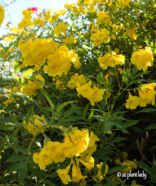 Caterpillars Eating Shrubs , Yellow Bells (Tecoma stans stans)