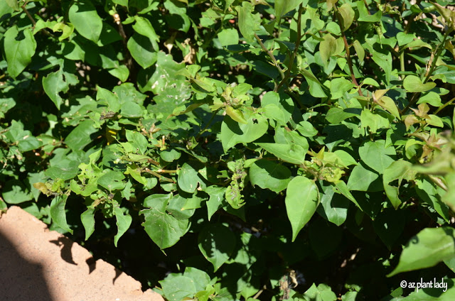 Damaged bougainvillea leaves