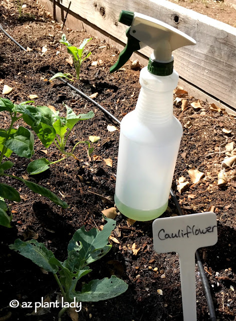 mother's vegetable garden