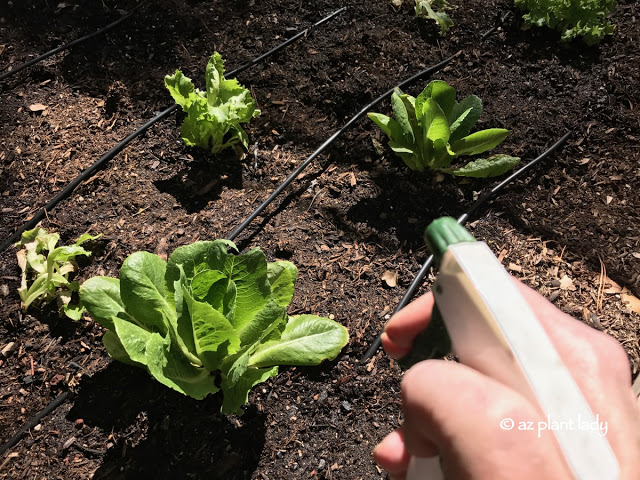 mother's vegetable garden