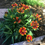 gaillardia