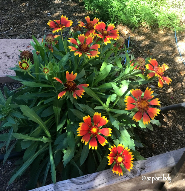 Fall Gardening , Gaillardia