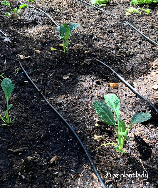 mother's vegetable garden