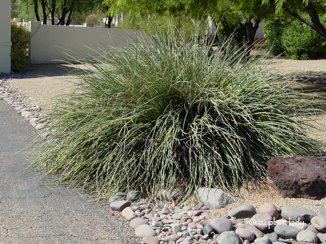 red yucca Overgrown Plant