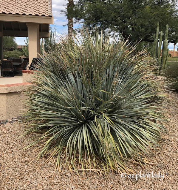 Desert Spoon Archives Desert Gardening 101
