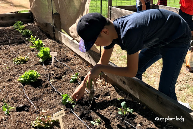 mother's vegetable garden