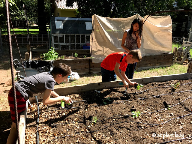 mother's vegetable garden