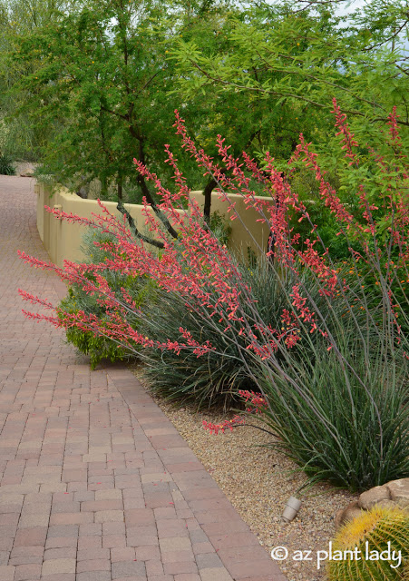 Red Yucca plants along a walking path