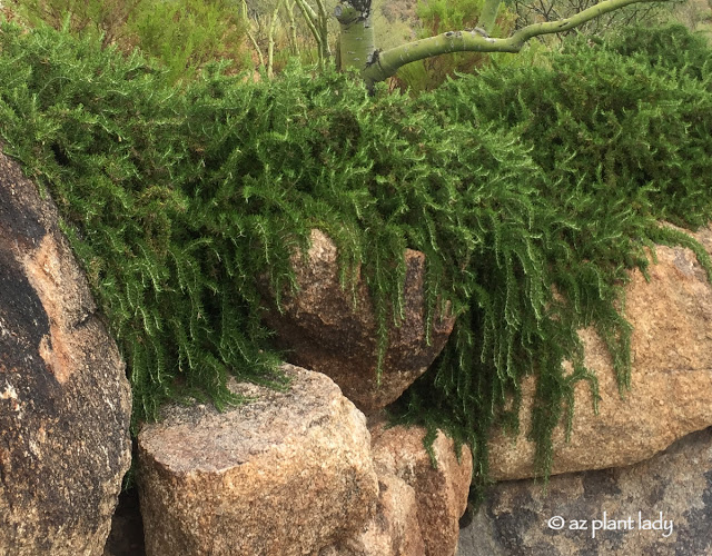 Trailing Rosemary (Rosmarinus officinalis 'Prostratus')