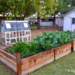 vegetable_garden_raised_bed_flood_irrigated_lot