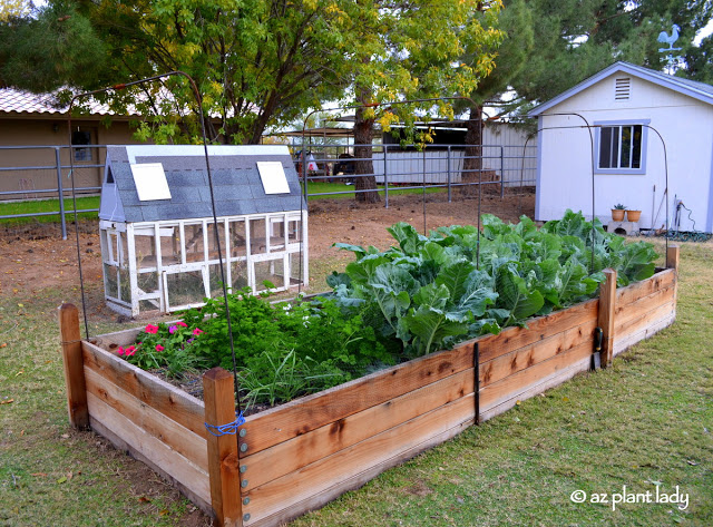 mother's vegetable garden