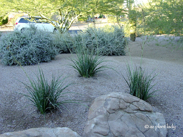 Newly-planted red yucca