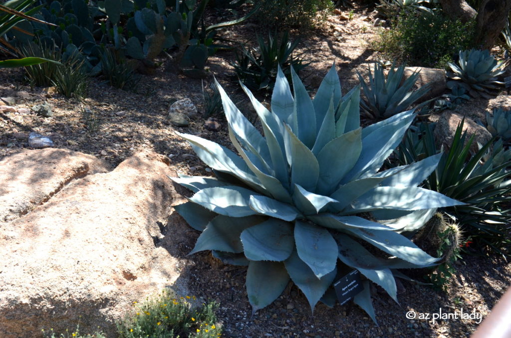 Whale's Tongue Agave (Agave ovatifolia)