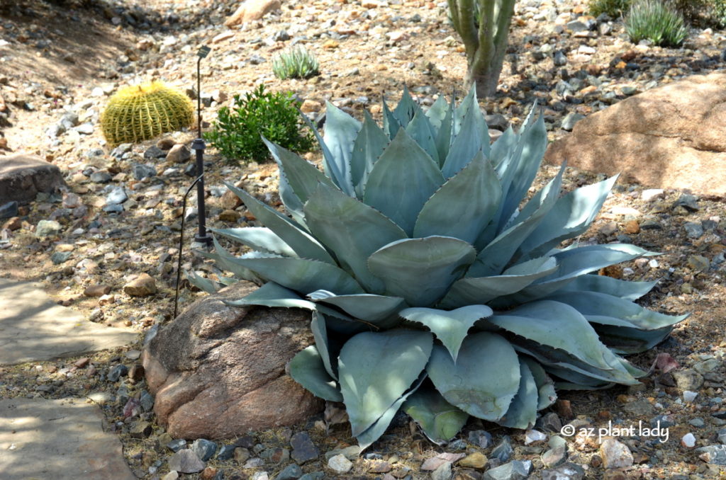 A Gift of Whale's Tongue Agave Babies for My Arizona Garden